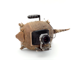 Illustration for article titled Curious cameras made from stuffed armadillos and turtle shells